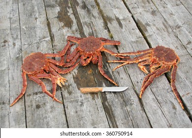 Kamchatka Crab, Paralithodes Camtschaticus