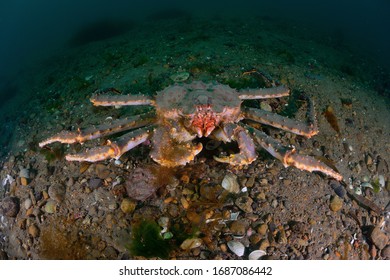 Kamchatka King Crab ( Paralithodes Camtschaticus)