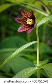 Kamchatka Lily BC Wildflower