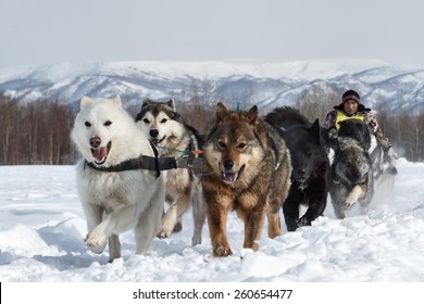 96,057 Russian animal Images, Stock Photos & Vectors | Shutterstock