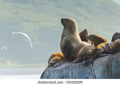 Kamchatka Sea Lions