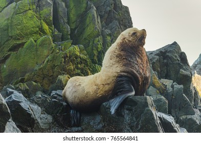 Kamchatka Sea Lions