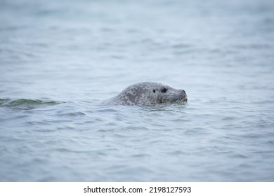 Kamchatka Seal In Bering Sea