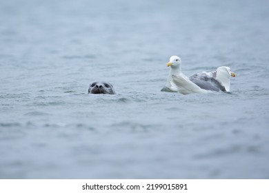 Kamchatka Seal With Seagulls In Bering Sea