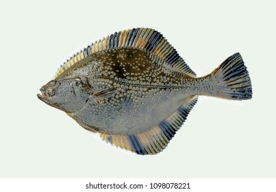 Kamchatka Stone Flounder