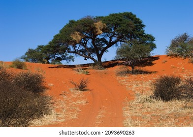 Kameeldoring Tree On Kalahari Sandune With Sociable Weaver Nests