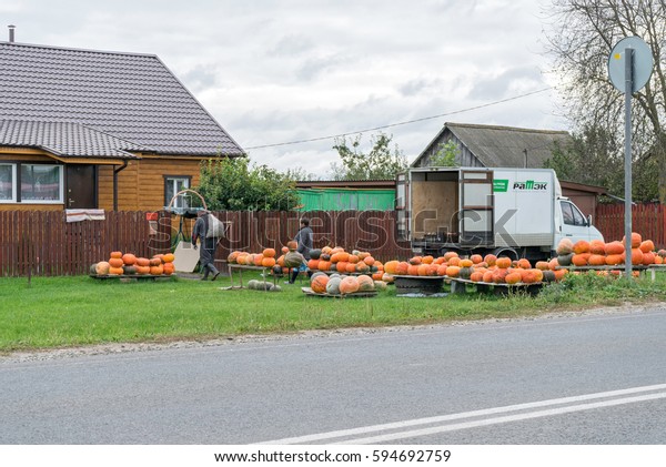 KAMENKA, KALUZHSKY REGION/RUSSIA - SEPTEMBER\
17, 2015: Plenty of sunny ripe orange pumpkins lay along roadside\
on shopboard on lawn near lorry in front of houses on September 17,\
2016 in Kamenka.\
