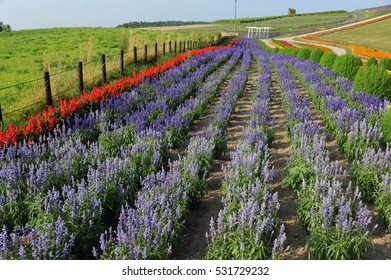 Kamifurano Sunrise Lavender Garden Japan