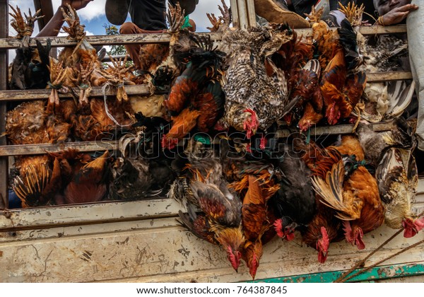 KAMPALA, UGANDA –\
NOVEMBER 10, 2017: Transporting alive chicken on the road to\
Kampala Uganda. This is very cruel as the chicken are still alive\
and the truck is driving\
80km/h