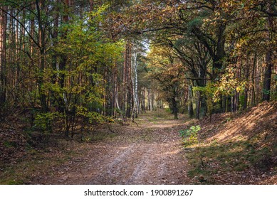 Kampinos Forest Park In Masovia Region Of Poland