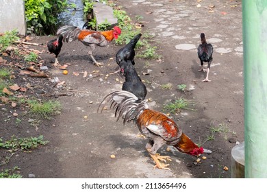 Kampong chicken, domestic chicken from Indonesia. Kampong chickens are naturally looking for food on the ground. The rooster has a beautiful feather with gold silver red color.