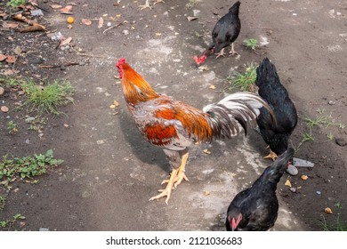 Kampong chicken, domestic chicken from Indonesia. Kampong chickens are naturally looking for food on the ground. The rooster has a beautiful feather with gold silver red color. Selective focus.