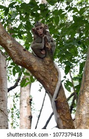 Kampong Sam, Cambodia 11-24-2011 A wild baby Long Tailed Macaque Monkey sitting in a tree with it's tail wrapped around the trunk, looking at the photographer.