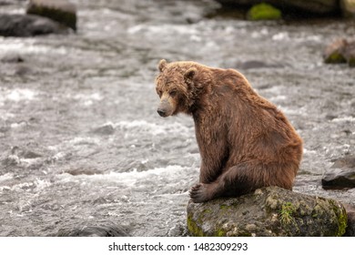 Kamtchatka, image, bear In nature, Russia,  - Shutterstock ID 1482309293