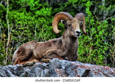 Kananaskis bighorn sheep laying out on rocks