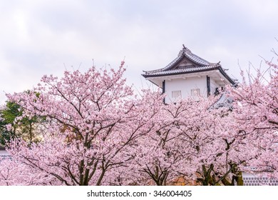Kanazawa Castle Sakura