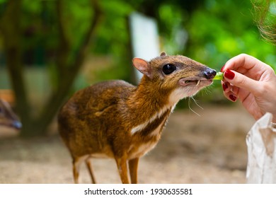 Mouse Deer Images Stock Photos Vectors Shutterstock