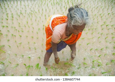 Kanchipuram Tamil Nadu India 02 December Stock Photo 1384607744