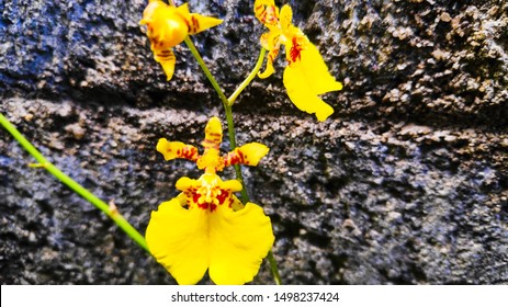 Kandyan Dance Flower Of Sri Lankan Natural Photos (Oncidium Sphacelatum)