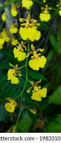 The Kandyan Dance Flower (Yellow Color)