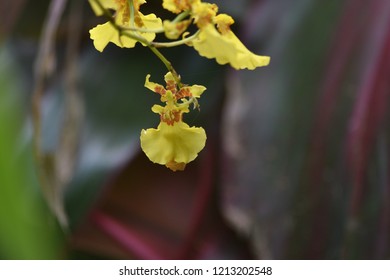 Kandyan Dance Orchid Flower