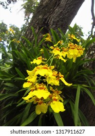 Kandyan Dance Yellow Orchid Flowers