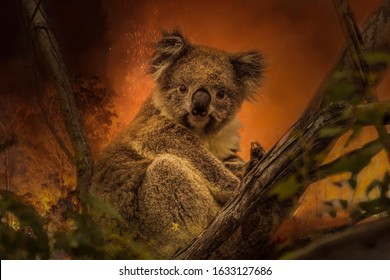 Kanfgaroo Island, South Australia- December 2019: Koala On A Eucalyptus Tree In An Approaching Bushfire.