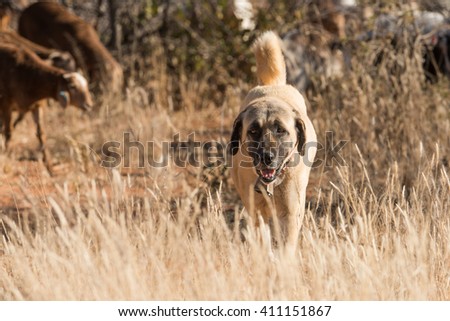 A Kangal livestock guarding dog roams in between a herd of Damara fat-tailed sheep, Namibia, June