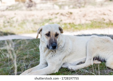 Turkish Dog Breeds Images Stock Photos Vectors Shutterstock