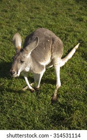 Kangaroo