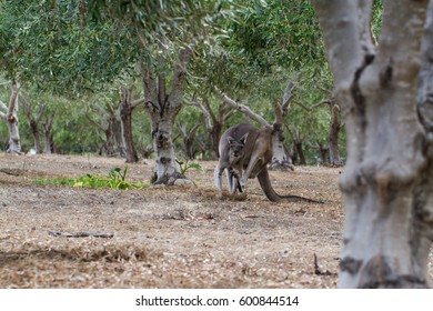 Kangaroo