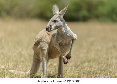 Kangaroo