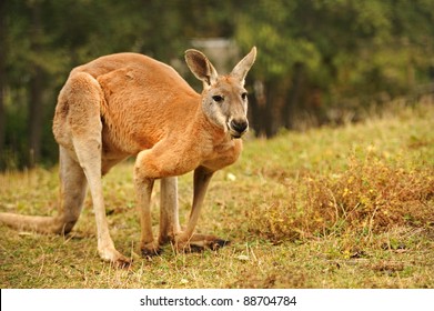 15,252 Red kangaroo Images, Stock Photos & Vectors | Shutterstock