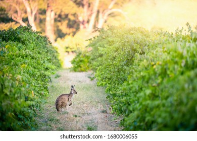 Kangaroo In Adelaide Hills Vineyard