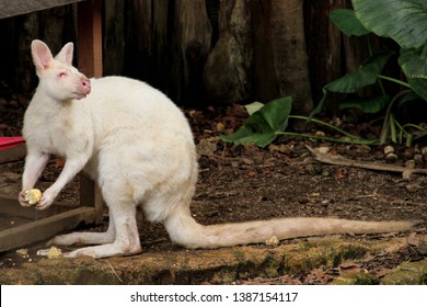 a kangaroo with albinism genetic disorder