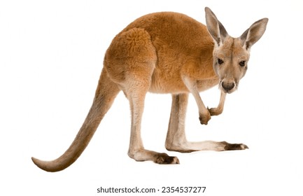 Canguro: En Australia, la carne de canguro se cosecha para consumo debido a su ligereza y singularidad.