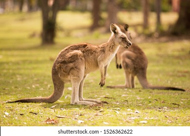 a kangaroo at Australian wildlife outdoor with a background of kangaroos. a beautiful nature wildlife portrait with a cute wild animal or mammal