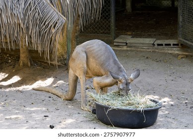 Kangaroo in an aviary eats grass from a feeder