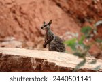 Kangaroo in Ayers Rock National Park