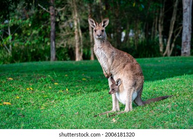 Kangaroo with the baby (joey) sticking it's head out of the pouch