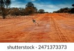 Kangaroo bounding along a red dirt road in remote central Australia near Finke, Northern Territory.