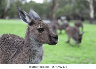Kangaroo caught in the rain