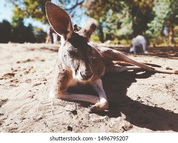 Kangaroo Chilling Caversham Wildlife Park Western Stock Photo Edit Now