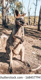 Kangaroo In Cleland Conservation Park, Australia