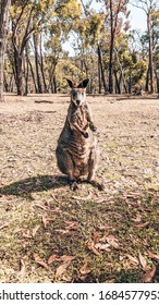 Kangaroo In Cleland Conservation Park, Australia