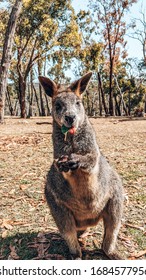 Kangaroo In Cleland Conservation Park, Australia