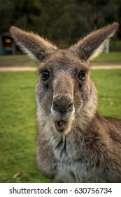 Kangaroo close up