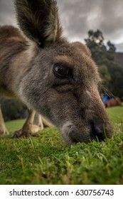 Kangaroo close up
