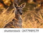 kangaroo close up in austalia outback bush country wildlife 