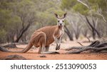 kangaroo close up in austalia outback bush country wildlife